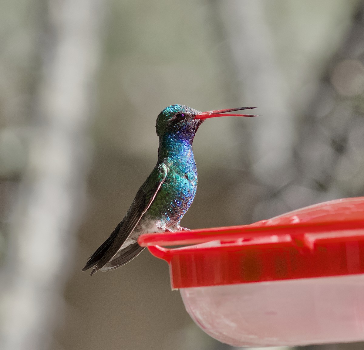 Colibrí Piquiancho Común - ML620830212