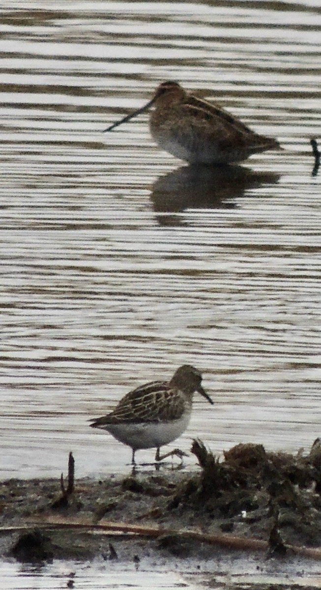 Pectoral Sandpiper - ML620830219