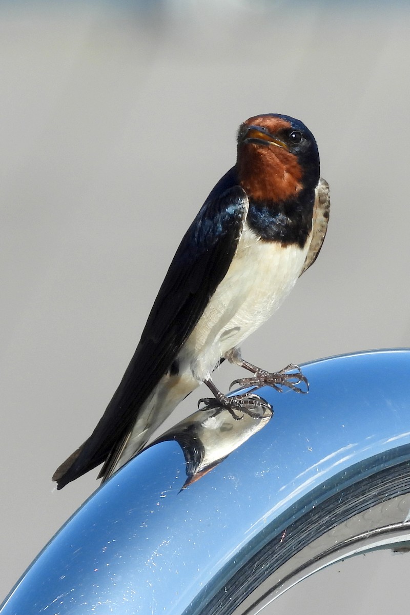 Barn Swallow (White-bellied) - ML620830221