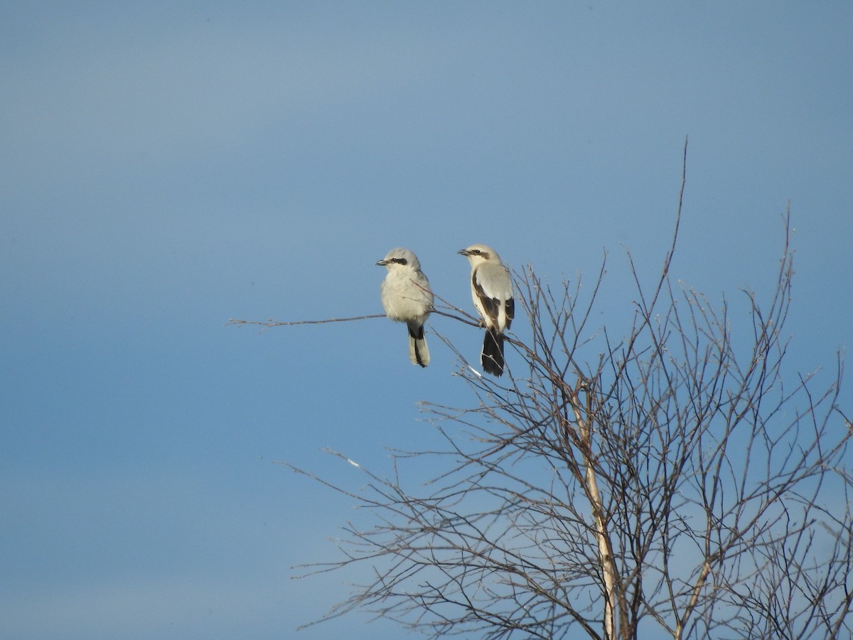 Northern Shrike - ML620830222