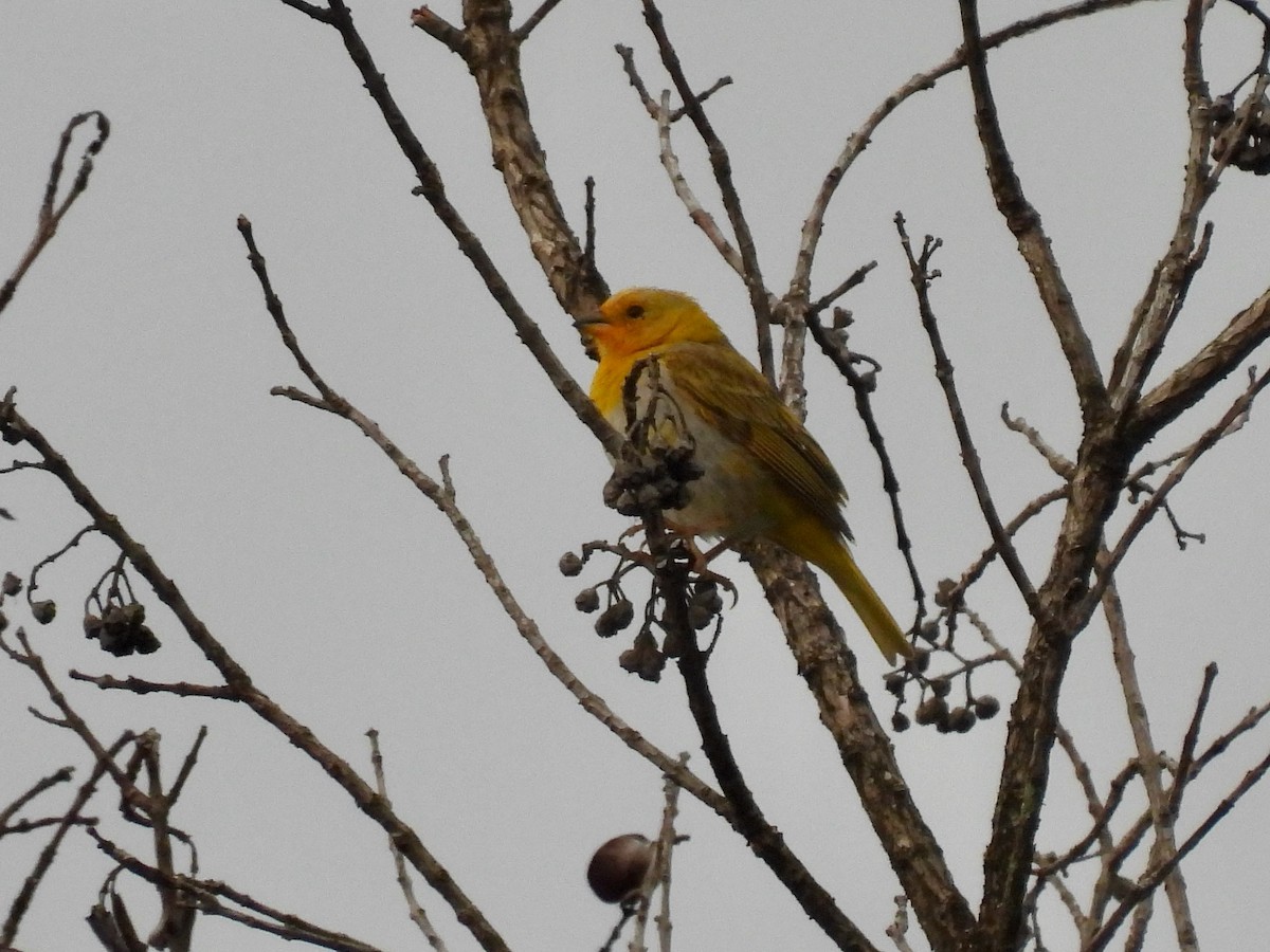 Saffron Finch - ML620830223