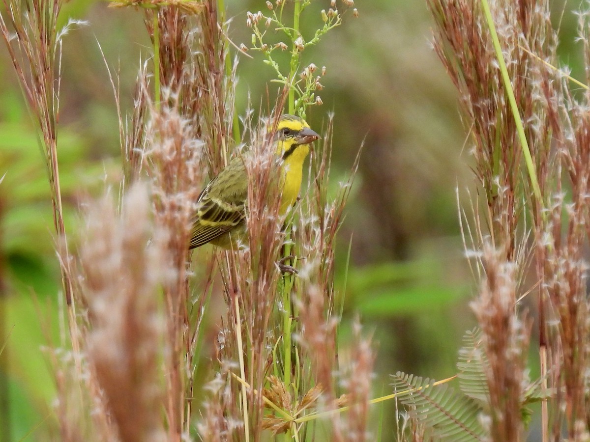 Yellow-fronted Canary - ML620830231