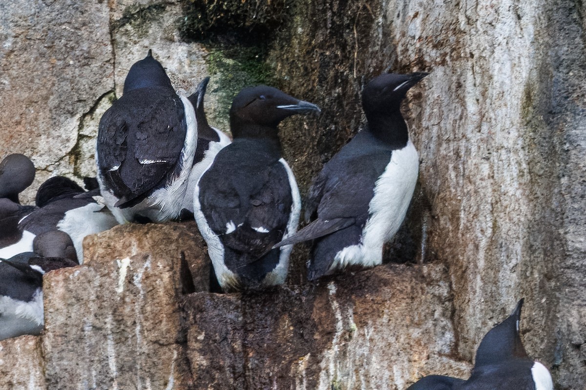 Thick-billed Murre - ML620830232