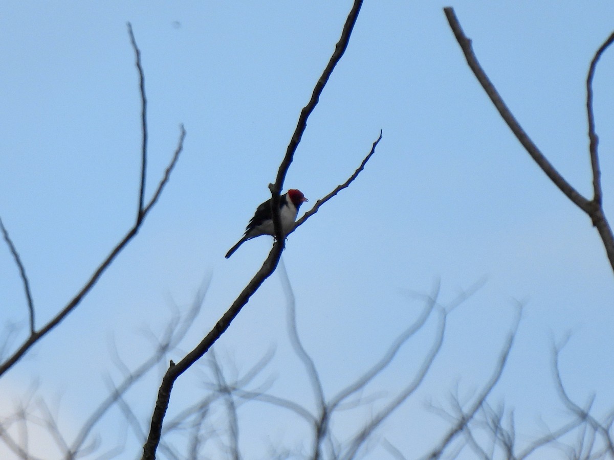 Yellow-billed Cardinal - ML620830236