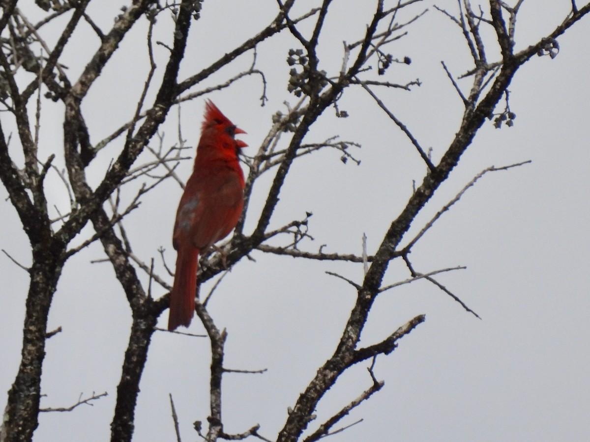 Northern Cardinal - Martha Wild