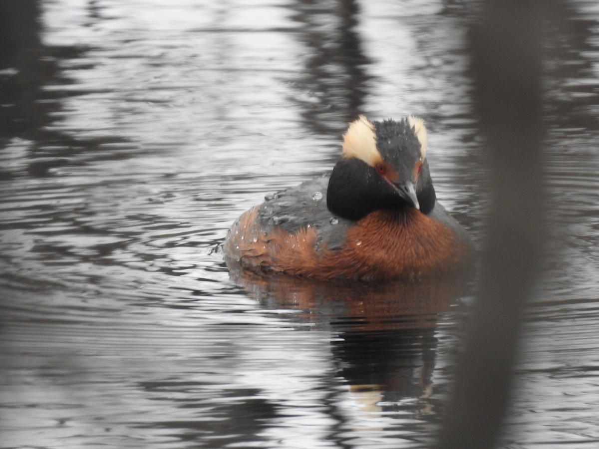 Horned Grebe - ML620830246