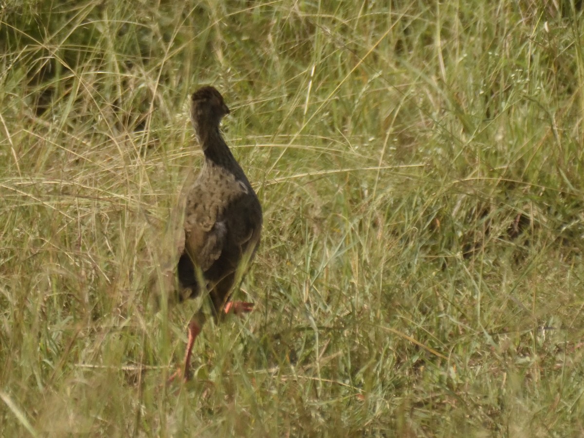 Red-necked Spurfowl - ML620830247