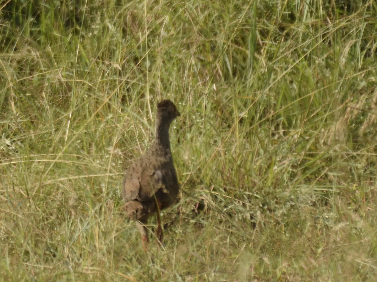 Red-necked Spurfowl - ML620830248