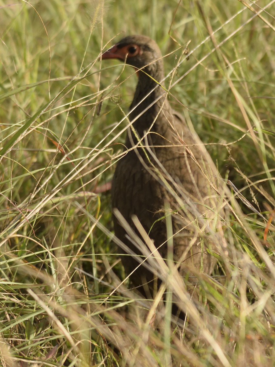 Red-necked Spurfowl - ML620830249