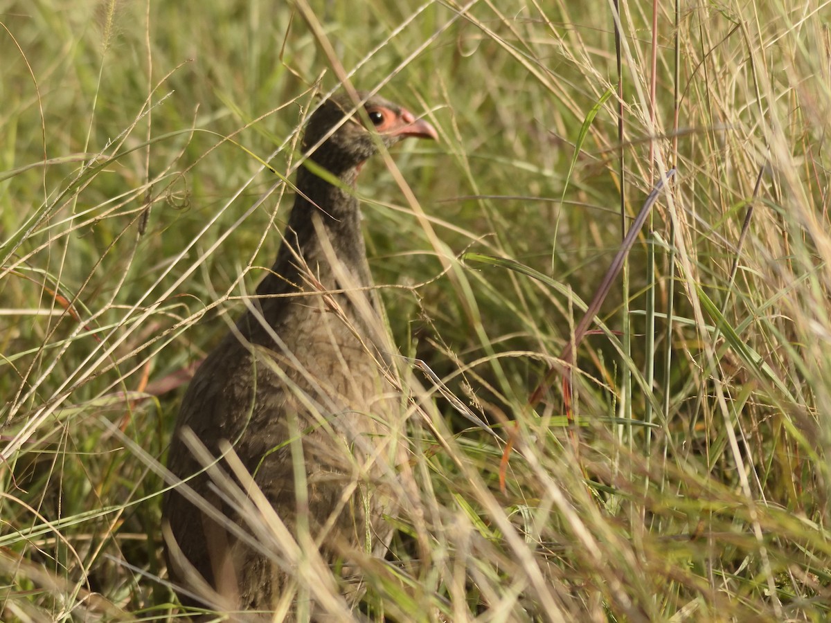 Red-necked Spurfowl - MAYANK NAMDEO
