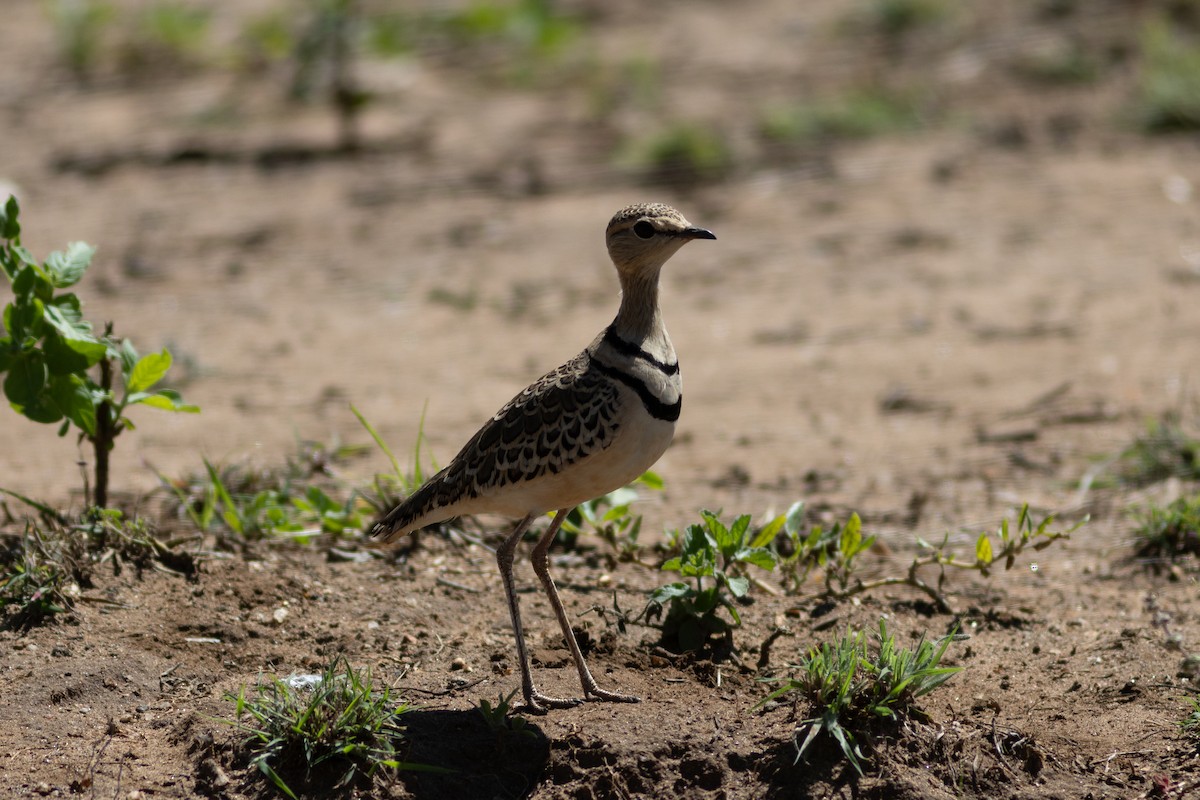 Double-banded Courser - ML620830253