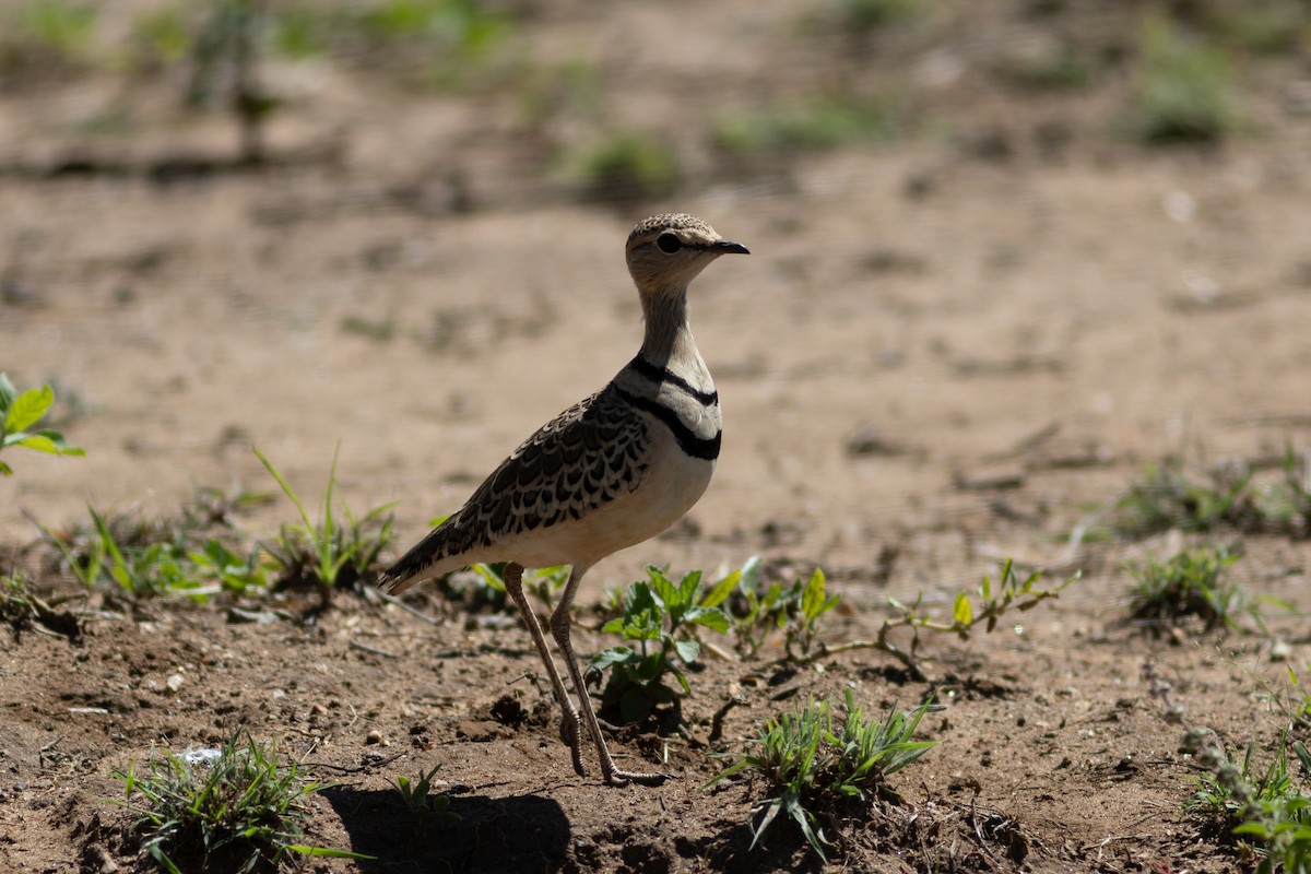 Double-banded Courser - ML620830254