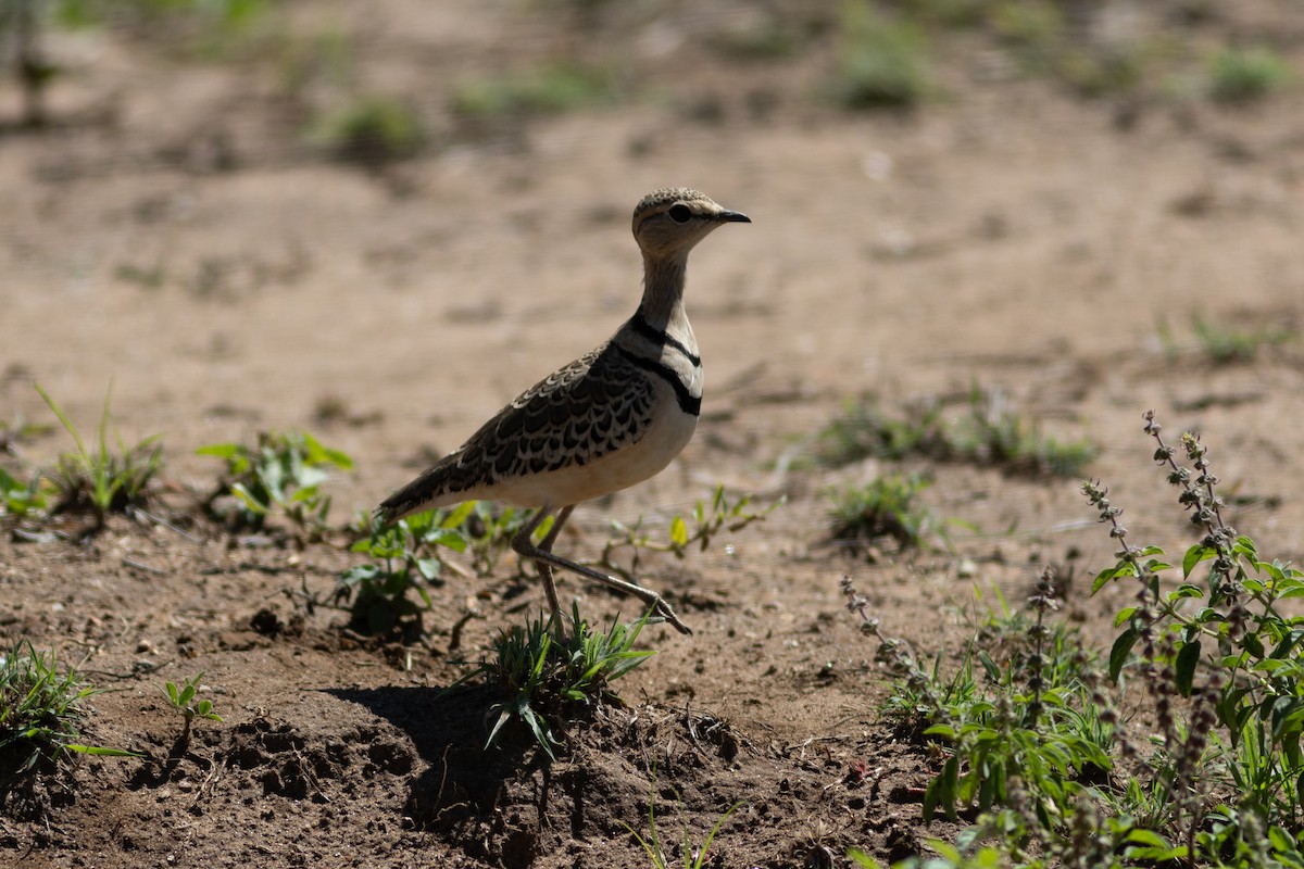 Double-banded Courser - ML620830255