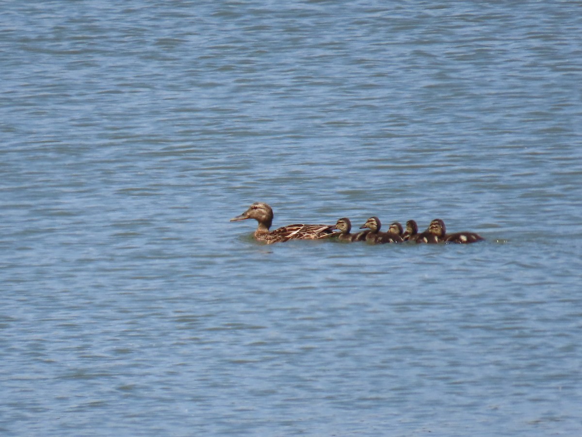 Mallard - ML620830257