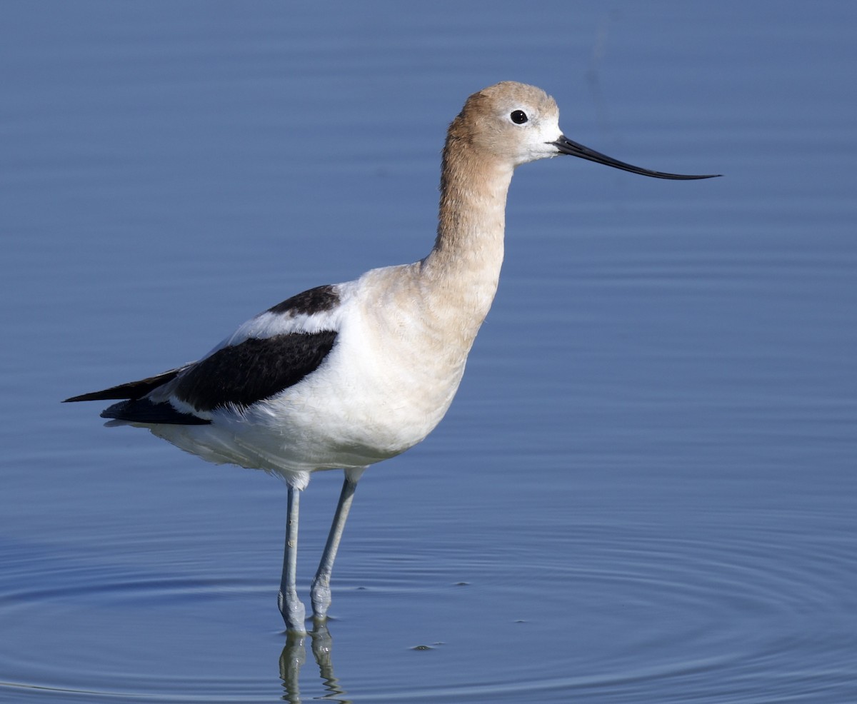 Avoceta Americana - ML620830258