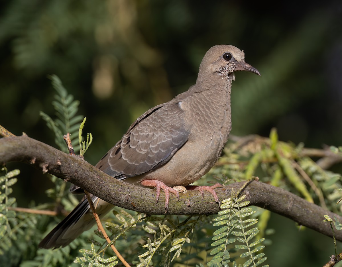 Mourning Dove - ML620830260