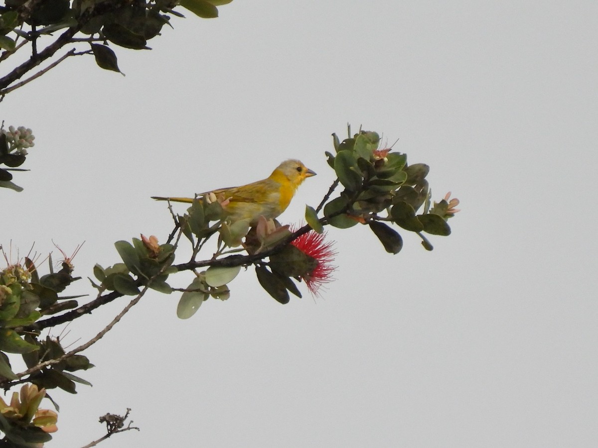 Saffron Finch - ML620830263