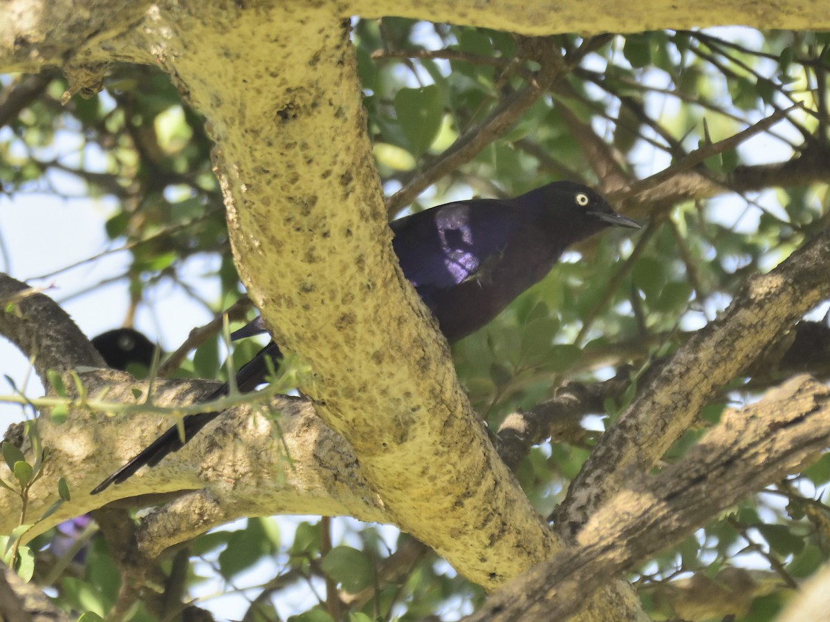 Rüppell's Starling - ML620830272