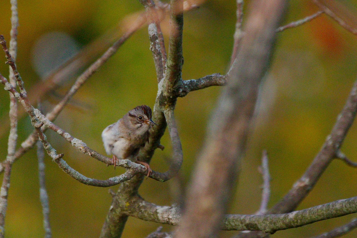 Swamp Sparrow - ML620830274