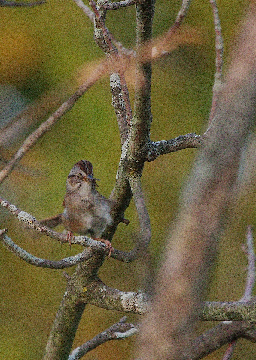 Swamp Sparrow - ML620830275