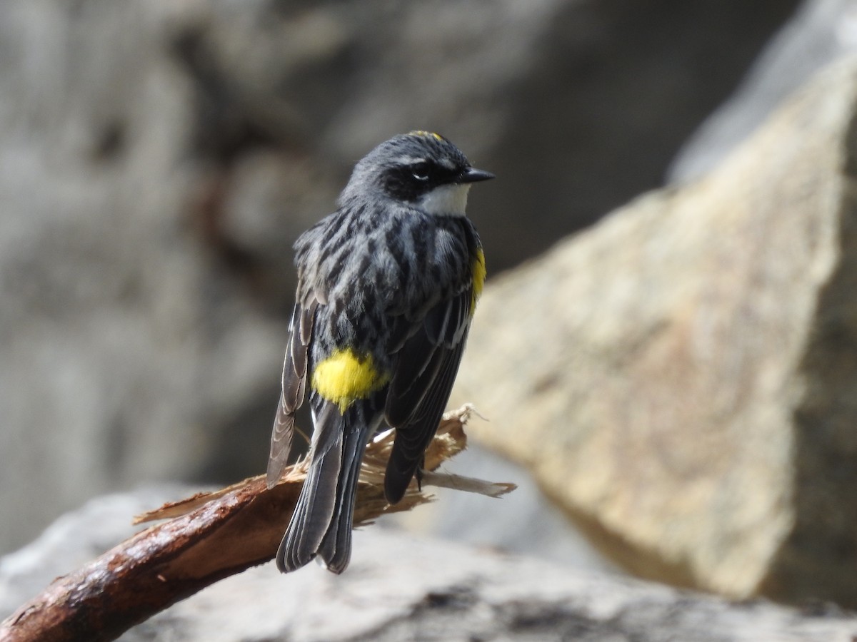 Пісняр-лісовик жовтогузий (підвид coronata) - ML620830277