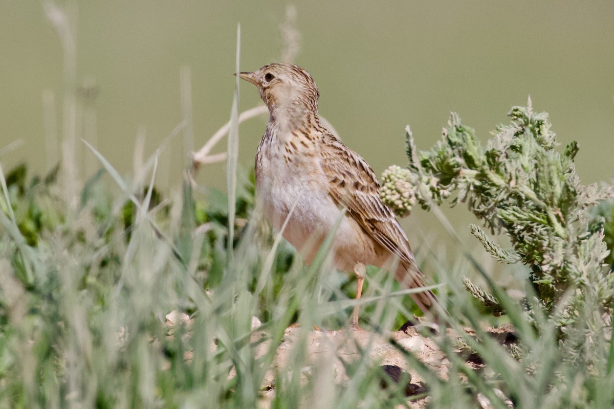 Eurasian Skylark - ML620830279