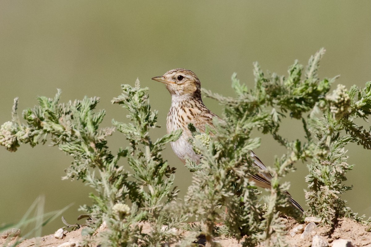 Eurasian Skylark - ML620830280