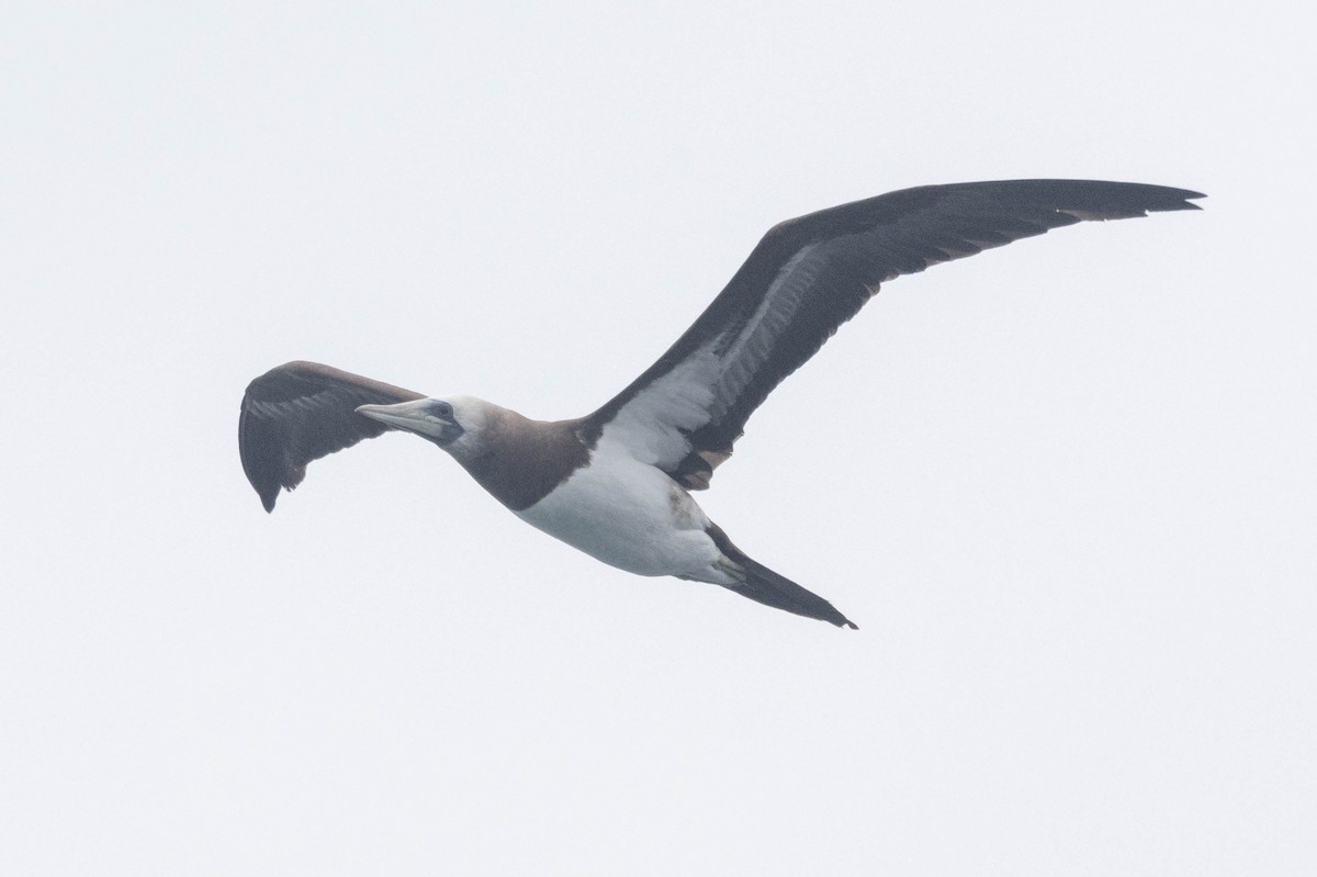 Brown Booby (Brewster's) - ML620830284