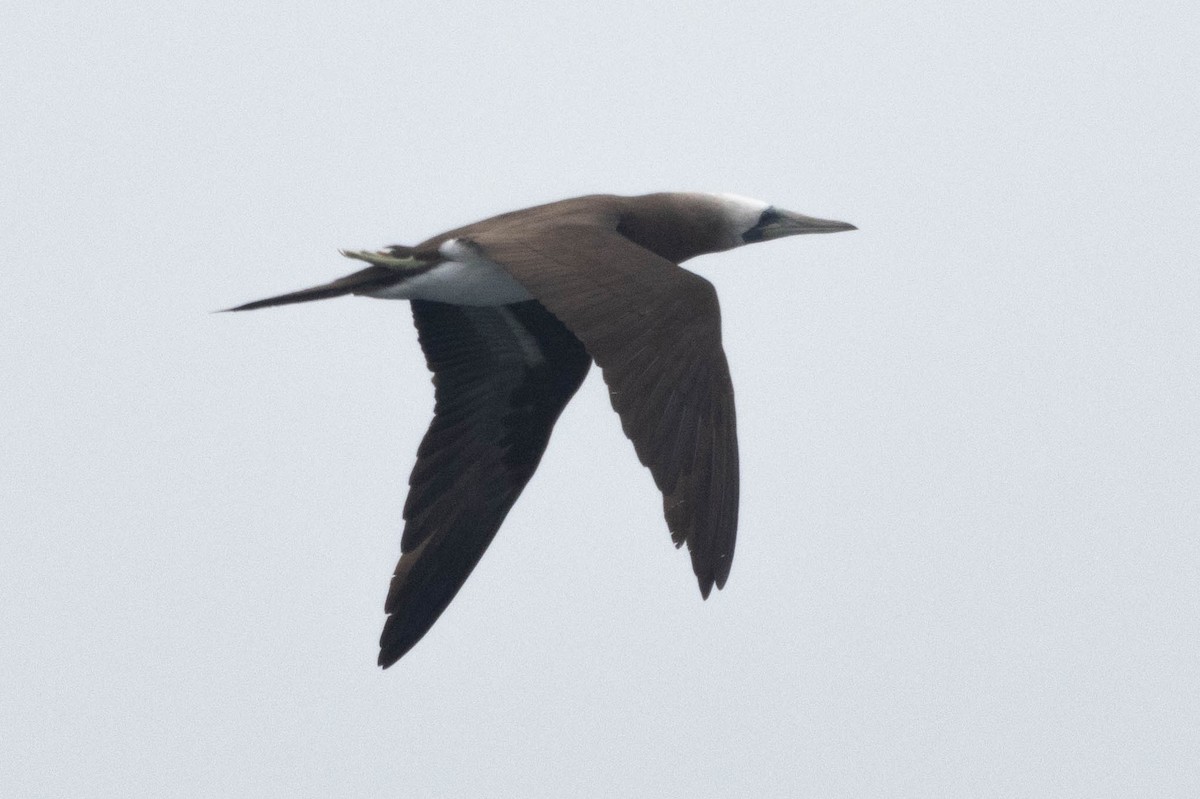 Brown Booby (Brewster's) - ML620830285