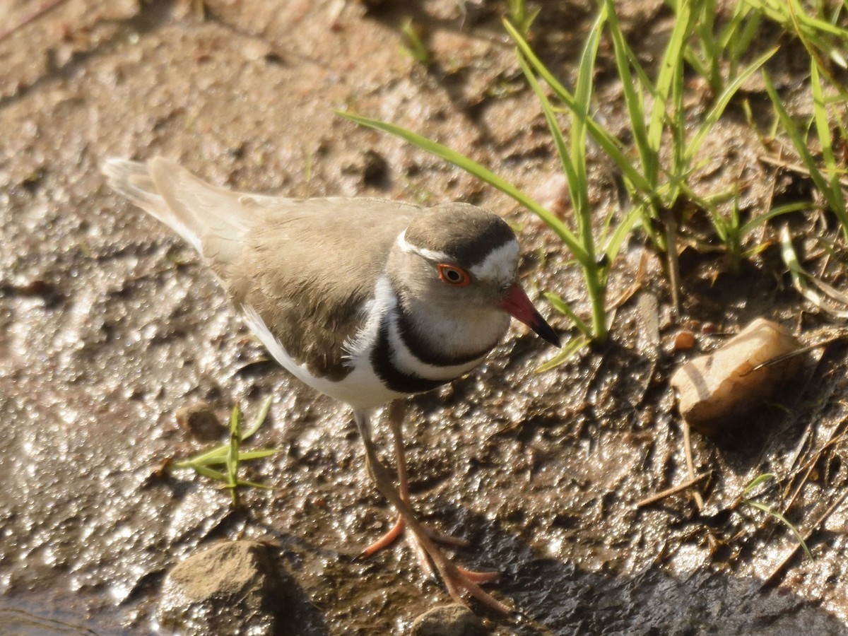Three-banded Plover - ML620830296