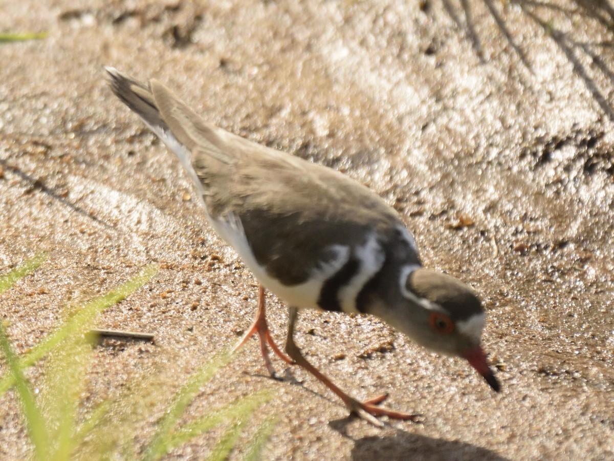 Three-banded Plover - ML620830297