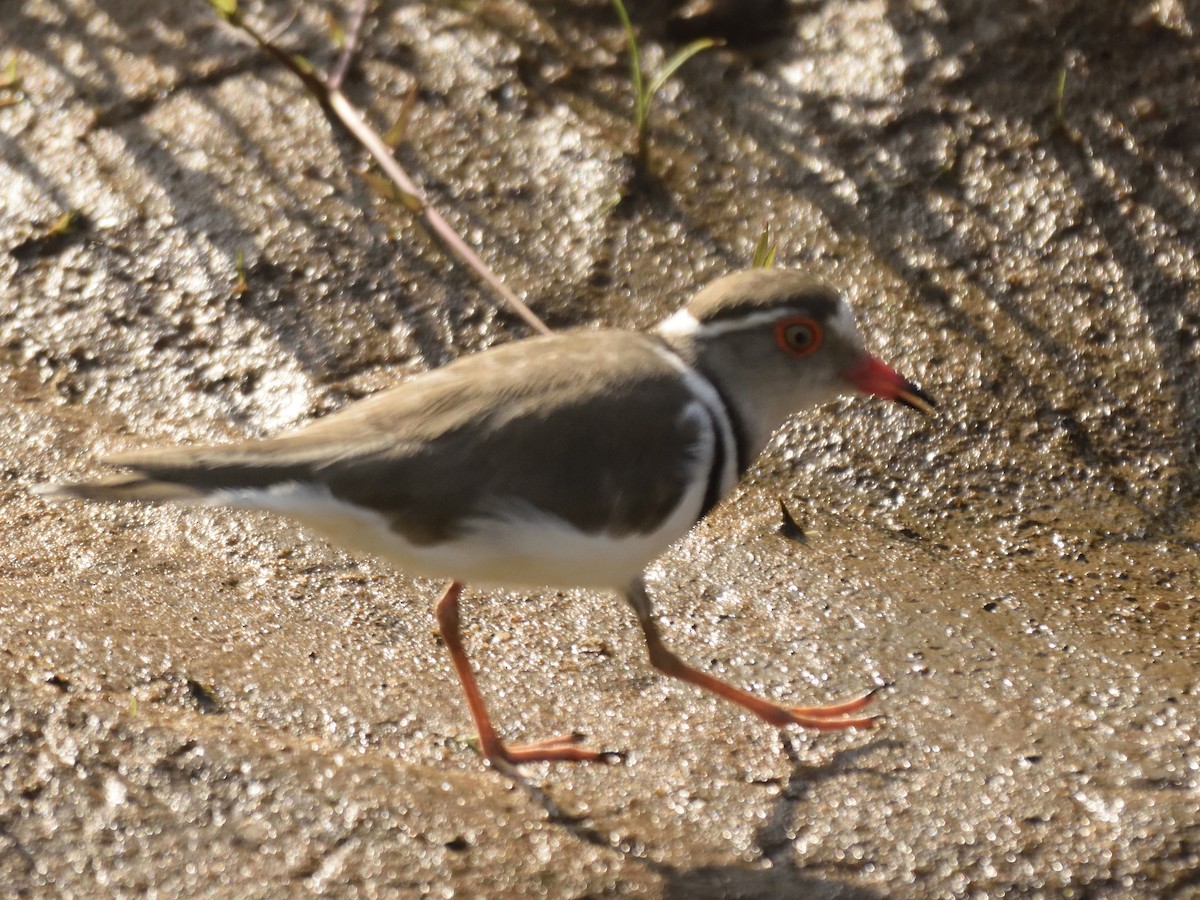 Three-banded Plover - ML620830298