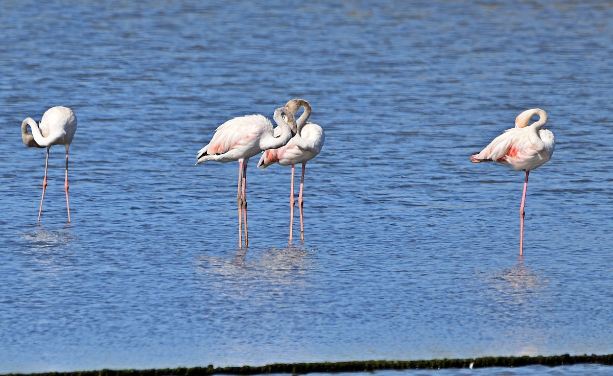Greater Flamingo - ML620830301