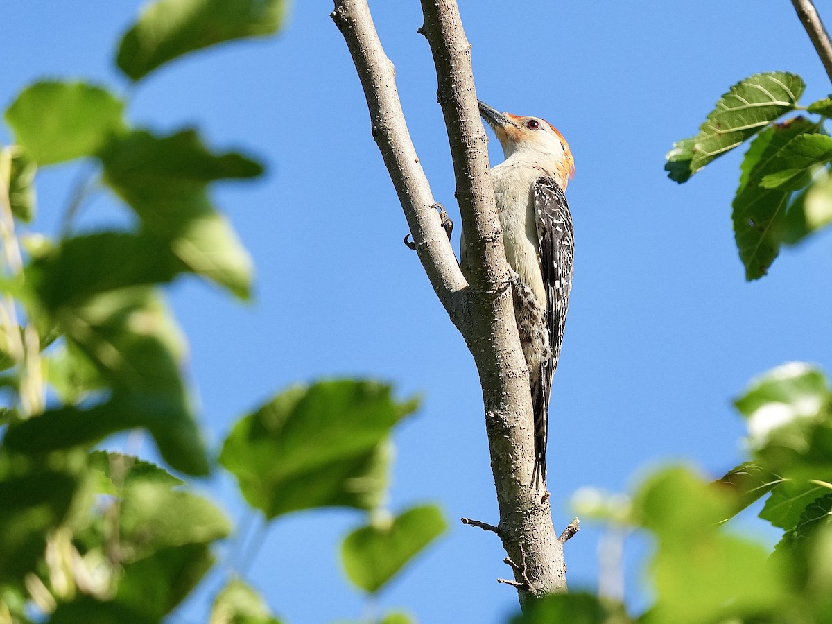 Red-bellied Woodpecker - ML620830306