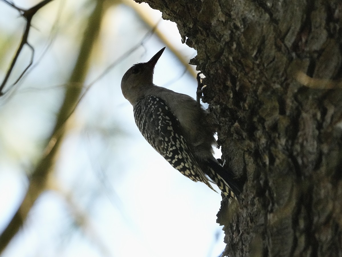 Red-bellied Woodpecker - ML620830307