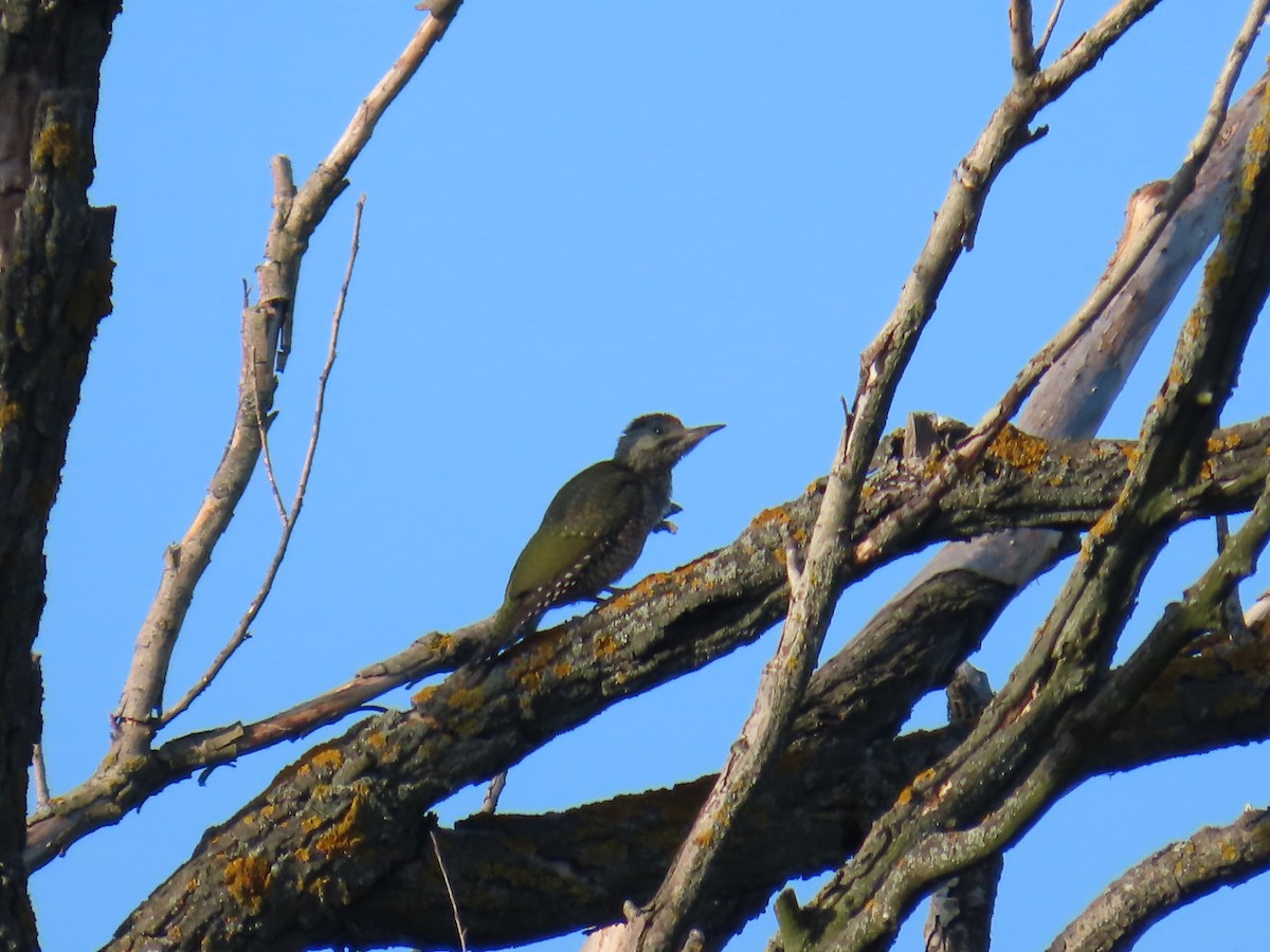Eurasian Green Woodpecker - ML620830313