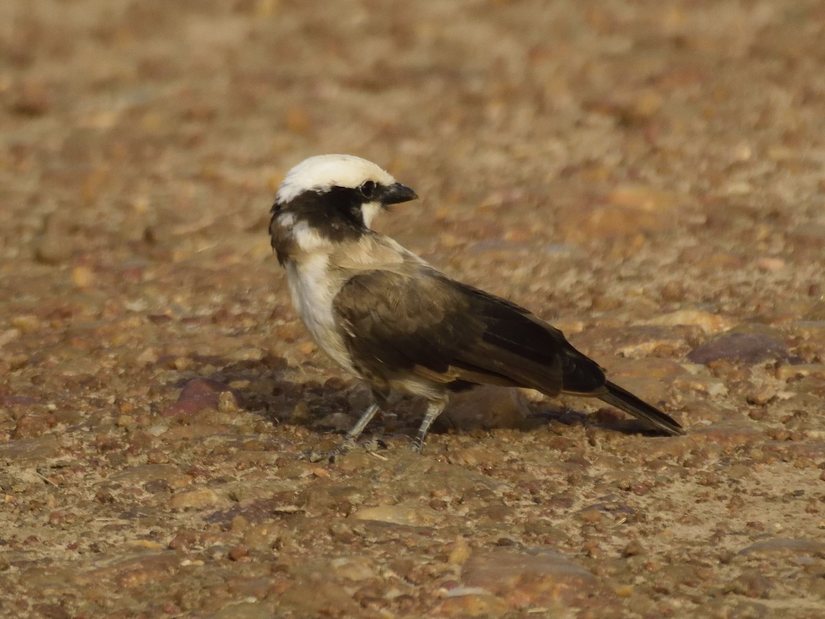 White-rumped Shrike - MAYANK NAMDEO