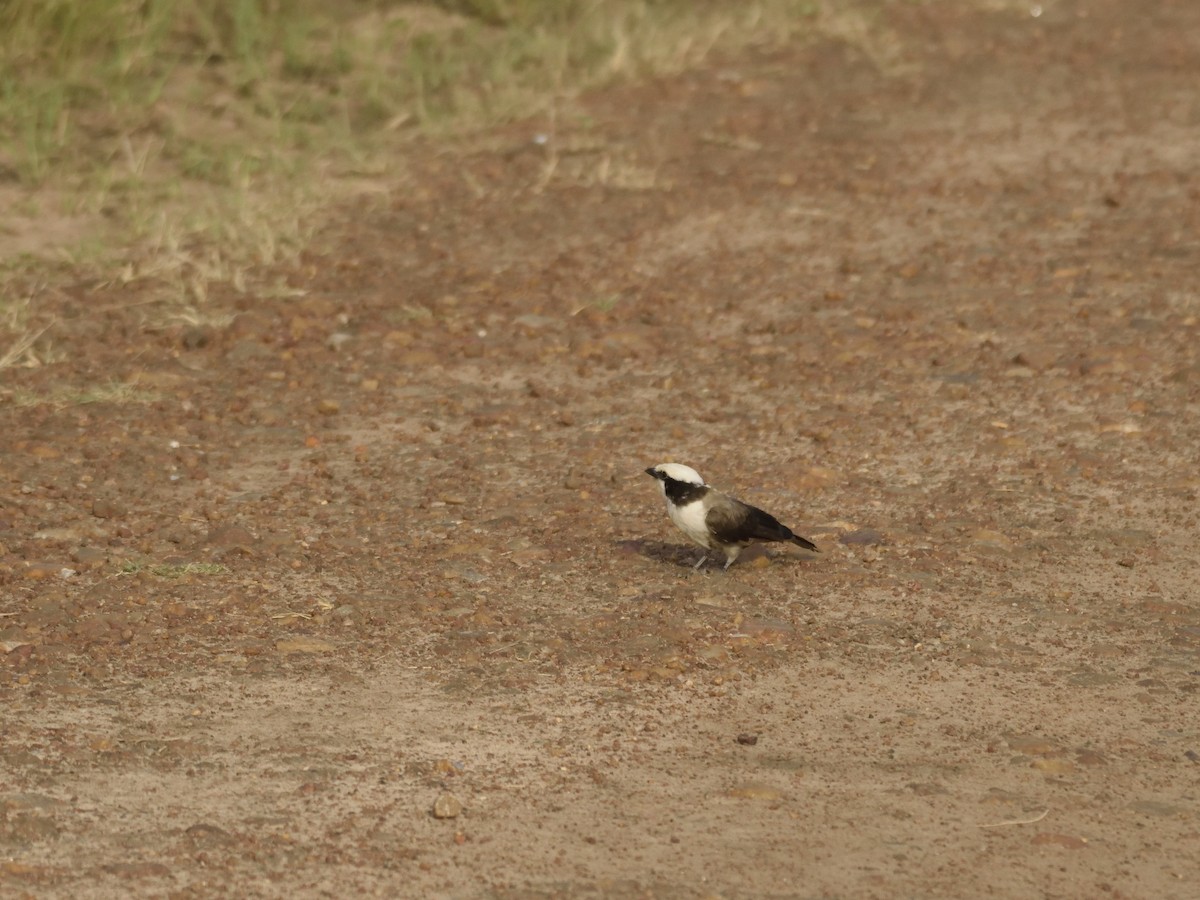 White-rumped Shrike - ML620830321