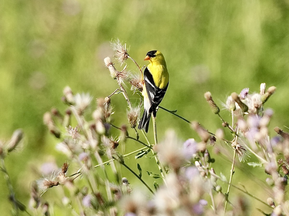 American Goldfinch - ML620830325