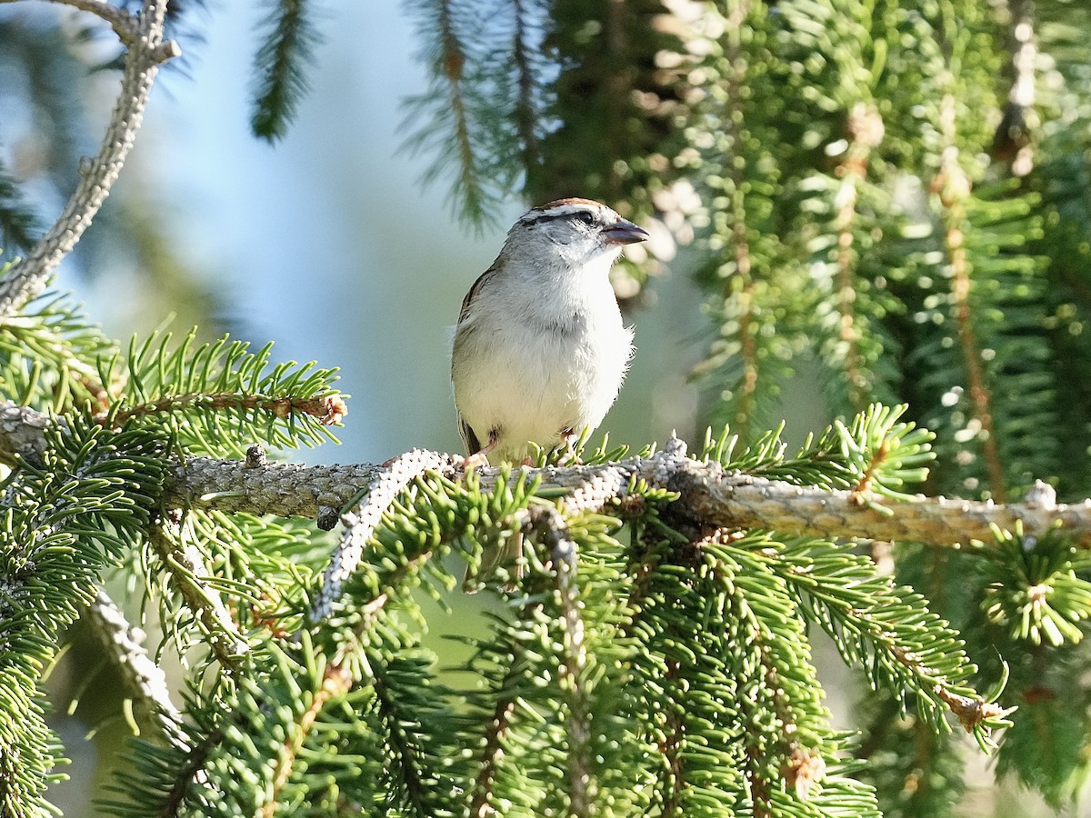 Chipping Sparrow - ML620830327