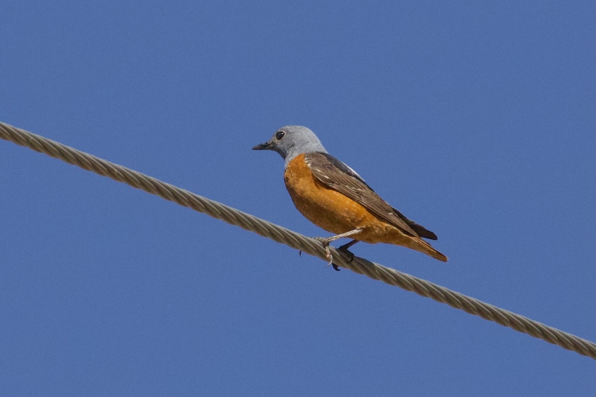 Rufous-tailed Rock-Thrush - ML620830338