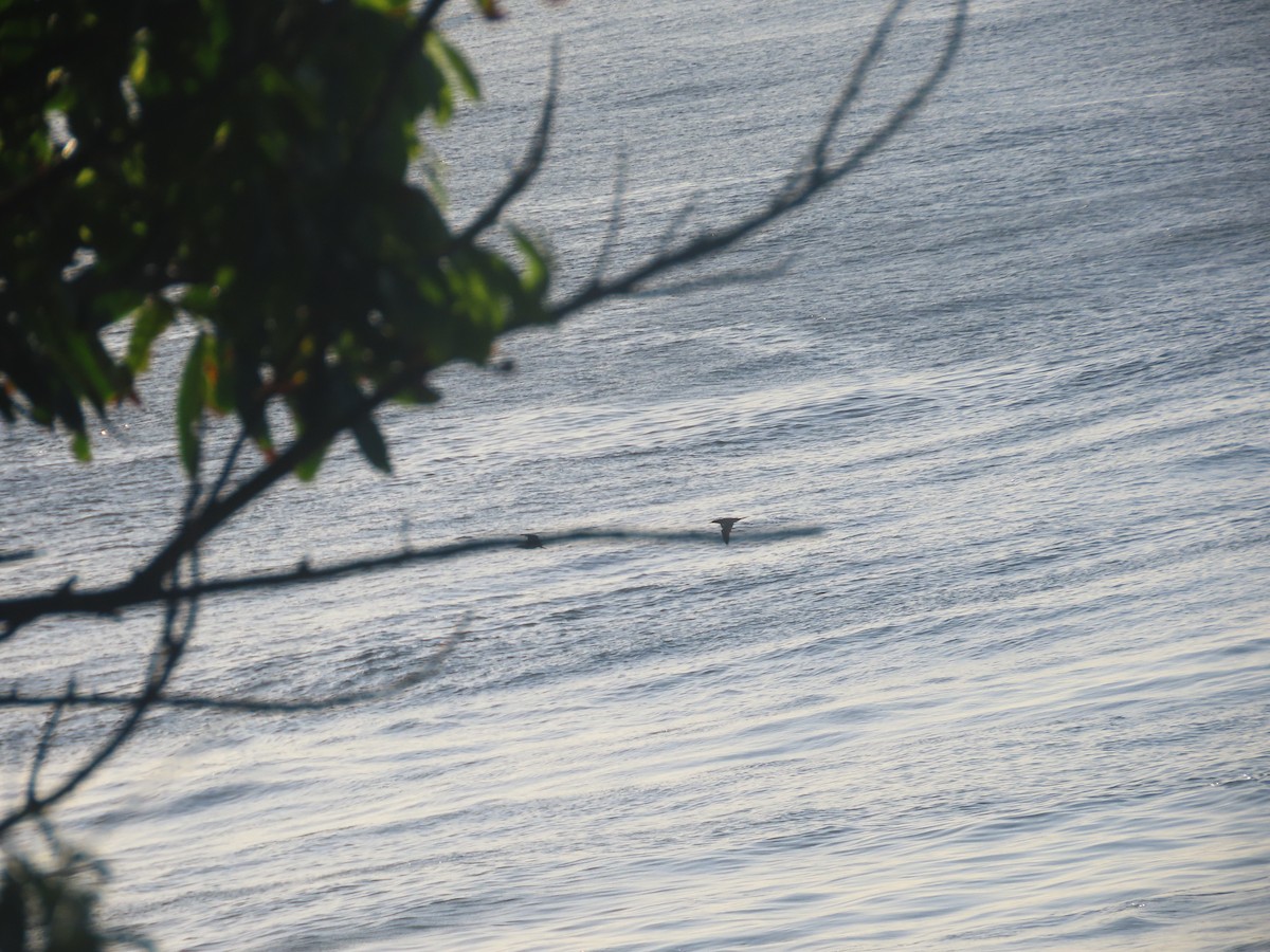 Brown Booby - ML620830362