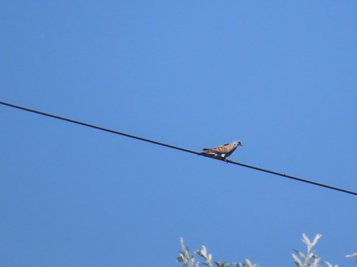 European Turtle-Dove - ML620830363