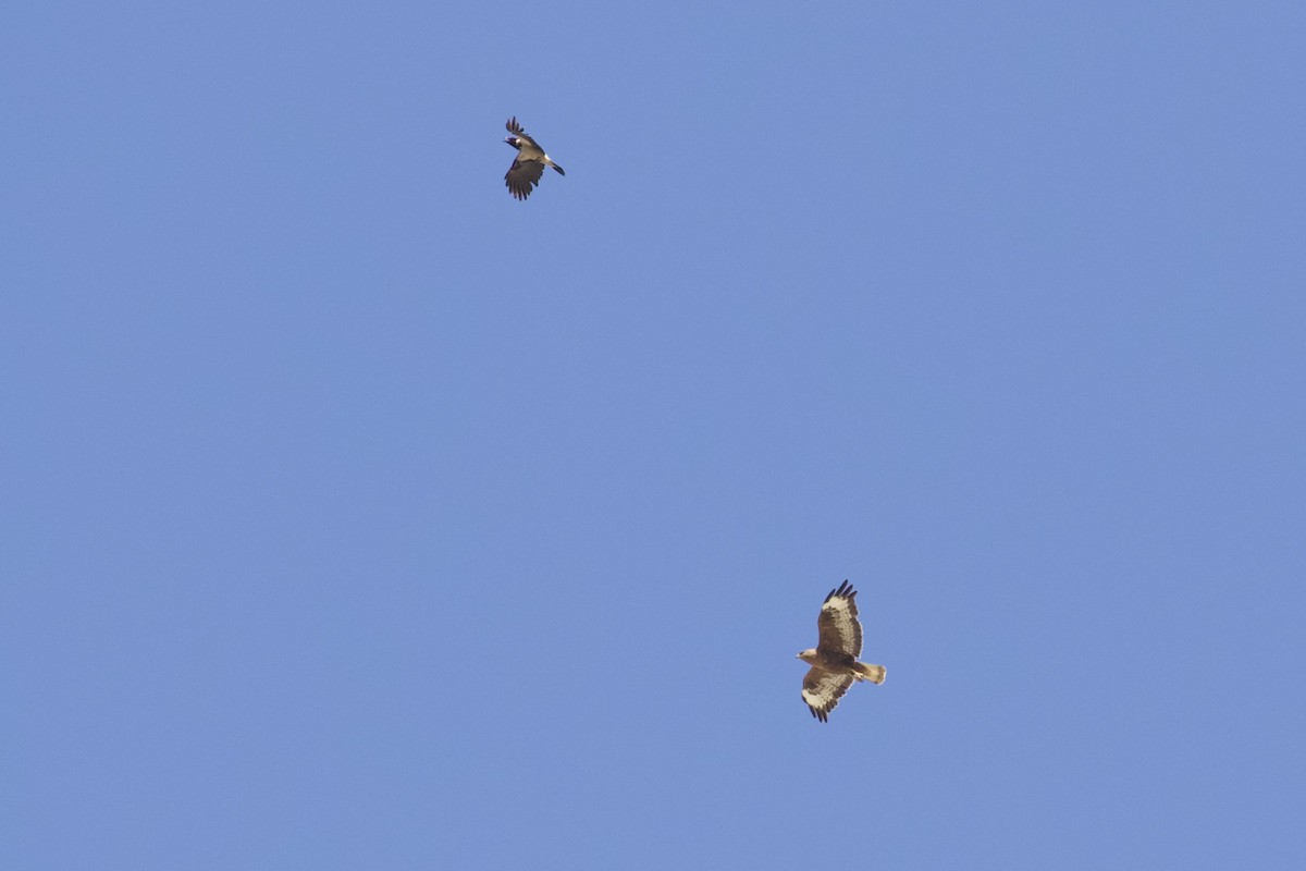 Long-legged Buzzard - ML620830366