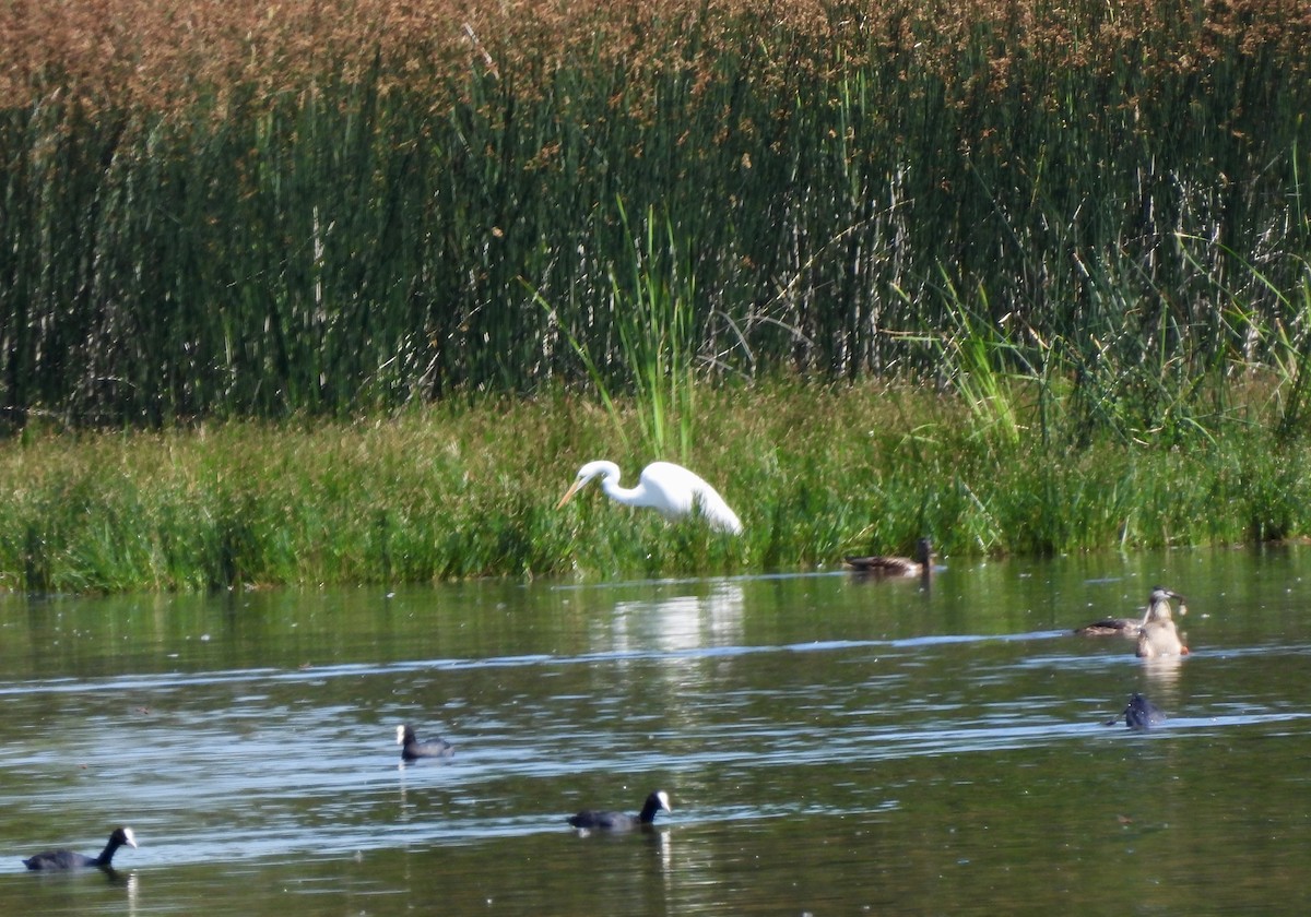 Great Egret - Nekane Garcia