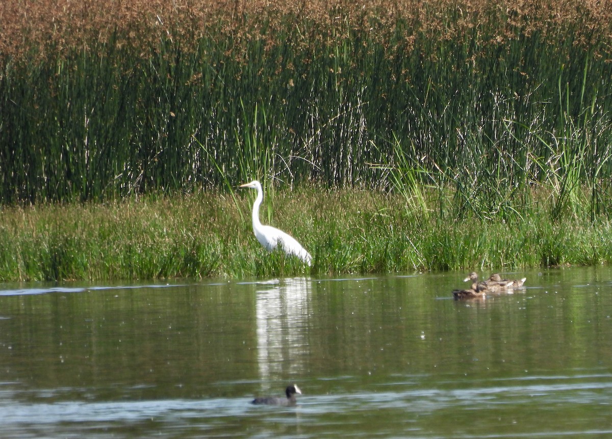 Great Egret - ML620830368