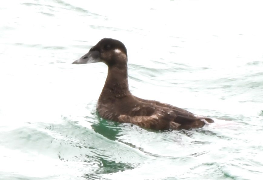 Surf Scoter - ML620830370