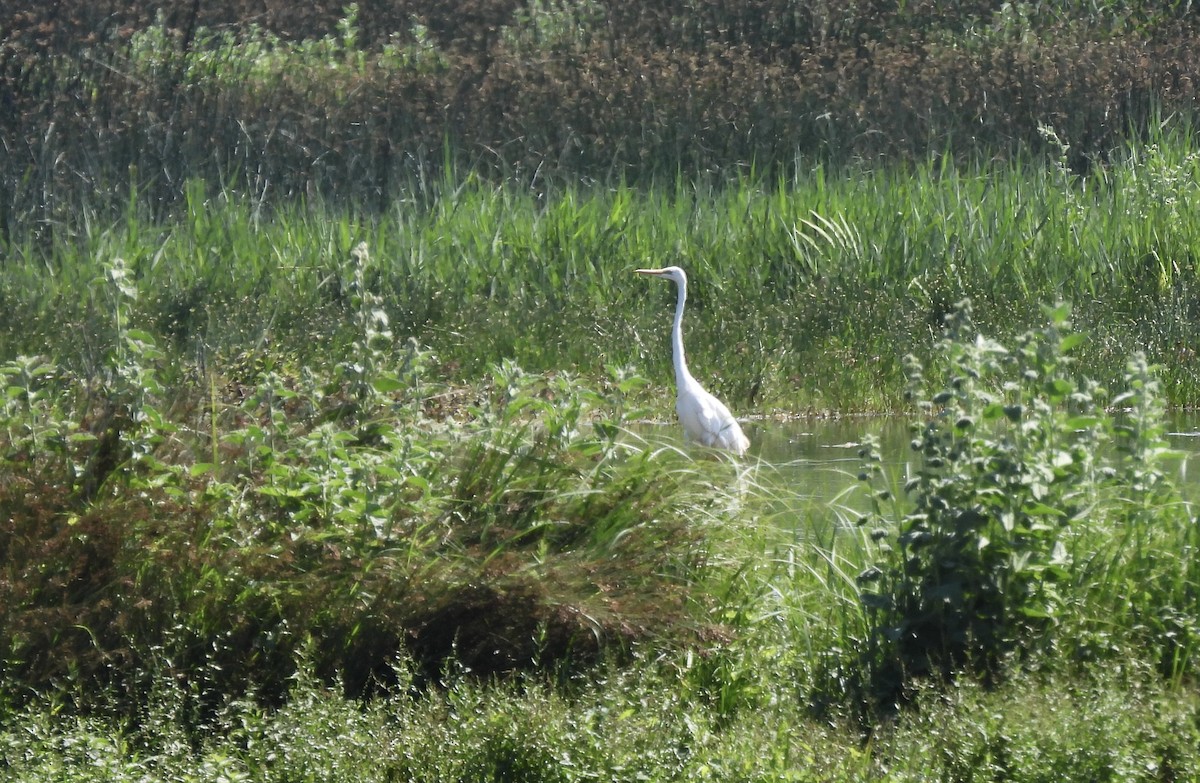 Great Egret - ML620830376