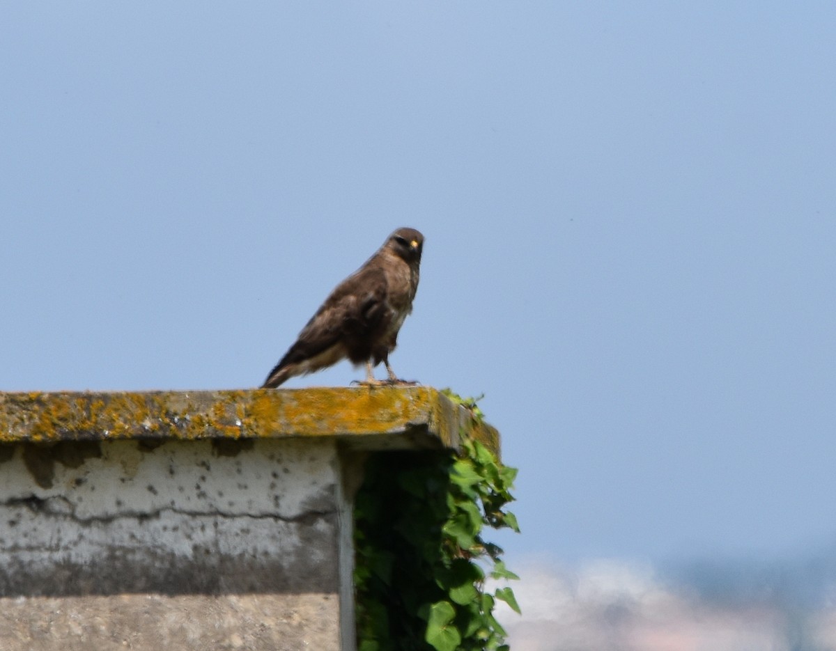 Common Buzzard - ML620830378