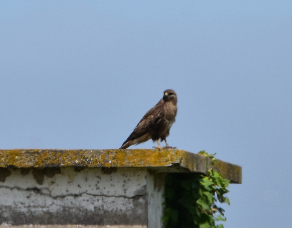 Common Buzzard - ML620830379